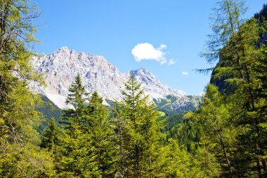 Güzel Dağları ve ağaçları yakınındaki Biberwier, Tirol, Avusturya