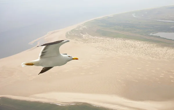 Vue aérienne de mouettes volant au-dessus de la plage aux Pays-Bas — Photo