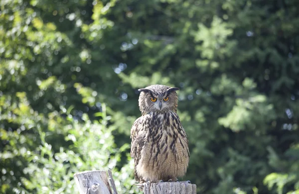 Great Horned Owl z drzewa zielone tło — Zdjęcie stockowe