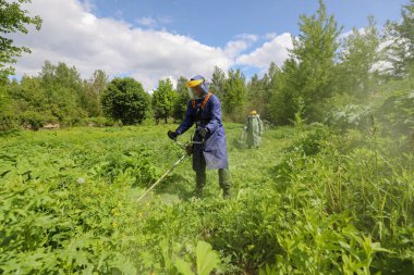 MINSK, BELARUS - 1 EKİM, 2020: Sosnovsky yabani otlarının ot biçimi ve bitki öldürücü tedavisi