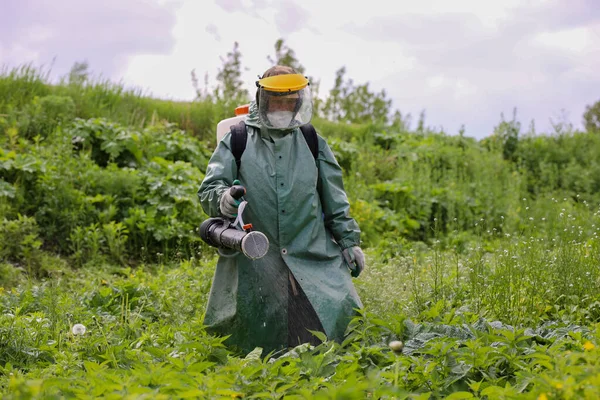 MINSK, BELARUS - 1 EKİM, 2020: Sosnovsky yabani otlarının ot biçimi ve bitki öldürücü tedavisi