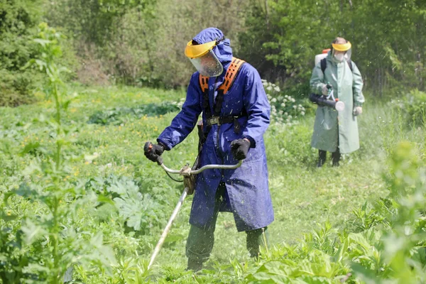 Minsk Belarus 1Er Octobre 2020 Fauchage Traitement Herbicide Potamot Sosnovsky Photo De Stock