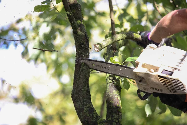 Minsk Belarus August 2020 Ein Baumpfleger Fällt Einem Wohngebiet Mit lizenzfreie Stockbilder