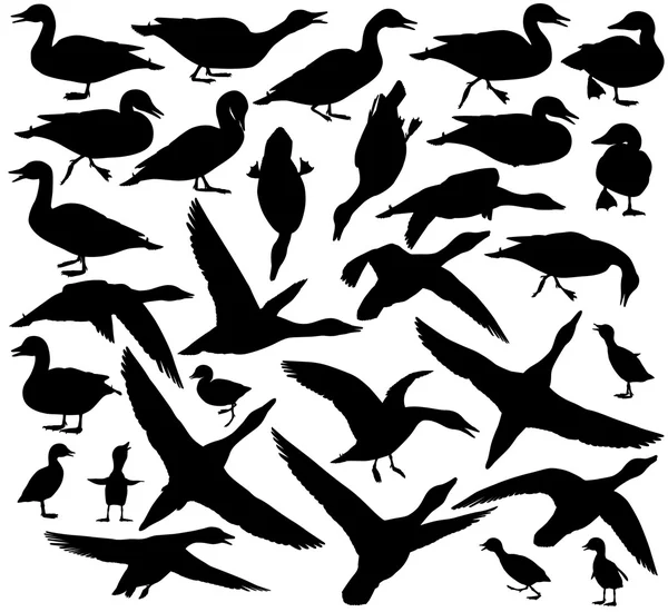 Silhouettes de canard — Image vectorielle