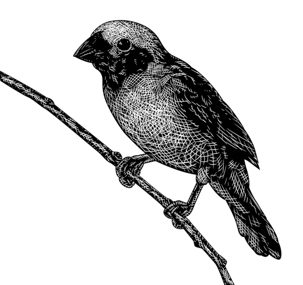 Rascador pájaro — Vector de stock