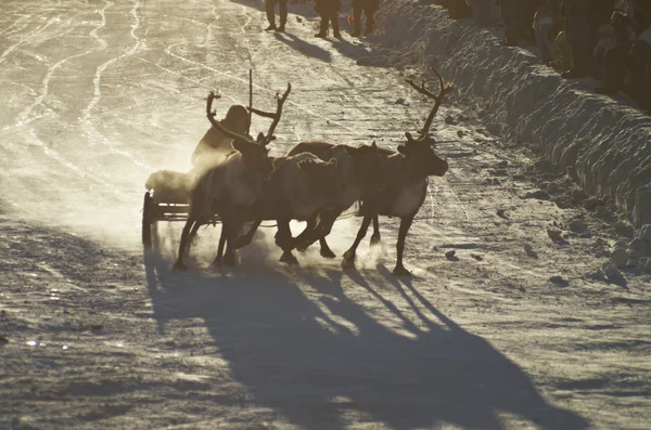 The Deer Harnessed In Sledge — Stock Photo, Image