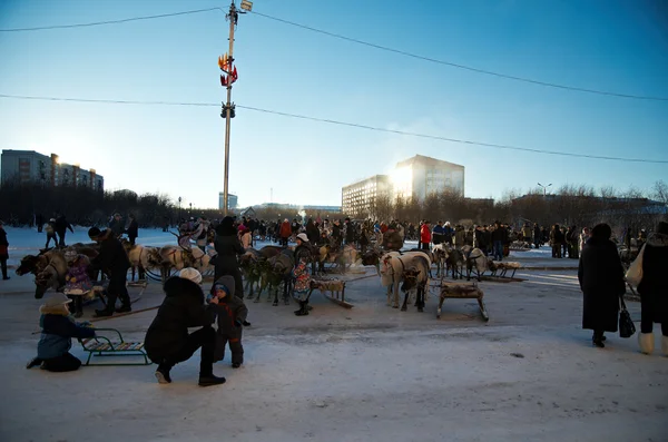 The Deer Harnessed In Sledge — Stock Photo, Image