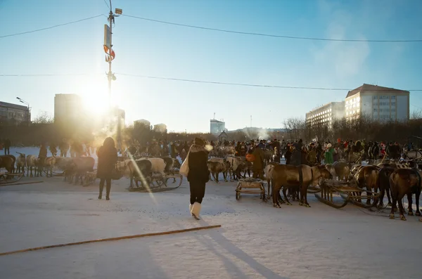 The Deer Harnessed In Sledge — Stock Photo, Image