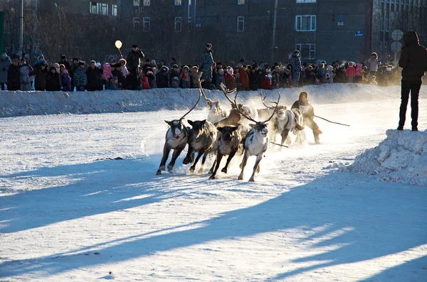 The Deer Harnessed In Sledge — Stock Photo, Image