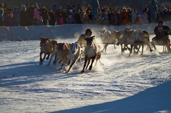 The Deer Harnessed In Sledge — Stock Photo, Image