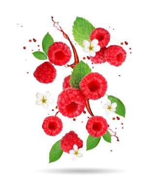 Ahududu böğürtlenleri beyaz arka planda uçuyor. Beyaz arka planda izole bir nesne. Seçici odaklanma. Ahududu arka planı.