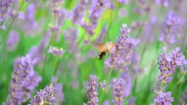 Çiçekteki güzel kelebek. Yaz tarlası. Yavaş çekim..