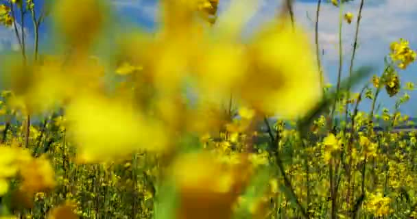 Piękne pole jasnożółtych kwiatów. Krajobraz letni. — Wideo stockowe