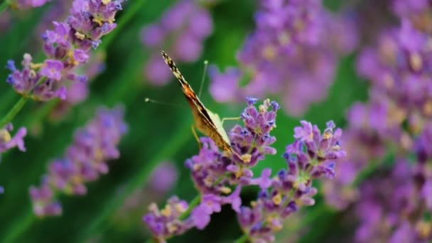 Piękny motyl na kwiatku. Letnie pole. Ujęcie w zwolnionym tempie. — Wideo stockowe