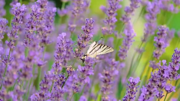 Bela borboleta em uma flor. Campo de verão. Tiro em câmara lenta. — Vídeo de Stock