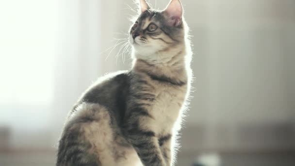 Kitten lying on his bed, playing, yawning. Very adorable and cared for home pets. — Stock Video