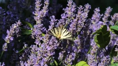 Çiçekteki güzel kelebek. Yaz tarlası. Yavaş çekim..