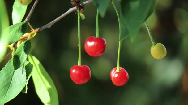 Bayas de cereza en el árbol. Cereza en el árbol, vitamina C alta y frutas antioxidantes. Orgánica fresca en el árbol. — Vídeo de stock