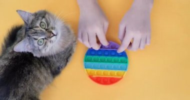 Bir çocuk ve bir kedi yavrusu popüler masa oyunu oynuyorlar. Stres önleyici oyuncağı patlat. Çok renkli popüler silikon anti-stres oyuncağı patlat..