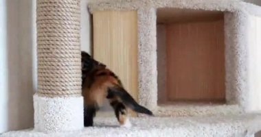 Kedi evinde bir kedi yavrusu oynuyor. Çok sevimli ve evcil hayvanlara bakan biri. 4k