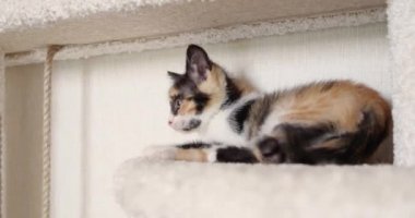 Kedi evinde bir kedi yavrusu oynuyor. Çok sevimli ve evcil hayvanlara bakan biri. 4k