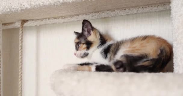 Kotě si hraje v kočičí boudě. Velmi rozkošný a staral se o domácí mazlíčky. 4k — Stock video