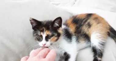 Kedi yavrusu yatağında uzanıyor, oynuyor, esniyor. Çok sevimli ve evcil hayvanlara bakan biri..