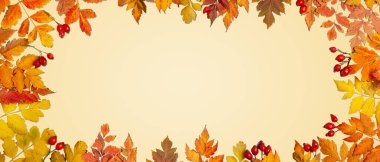 Sonbahar arkaplanı. Sonbahar yapraklarından yapılmış bir çerçeve. Sonbahar bayrağı. Kopya alanı olan bir arkaplan. Yatay olarak. Üst görünüm.