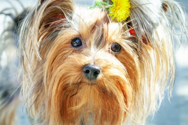 Yorkshire teriyeri köpek yavrusu ve karahindiba parkta yürüyor..