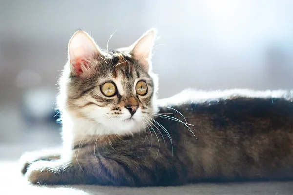 Un lindo gatito a rayas está sentado en la habitación. Enfoque selectivo. — Foto de Stock
