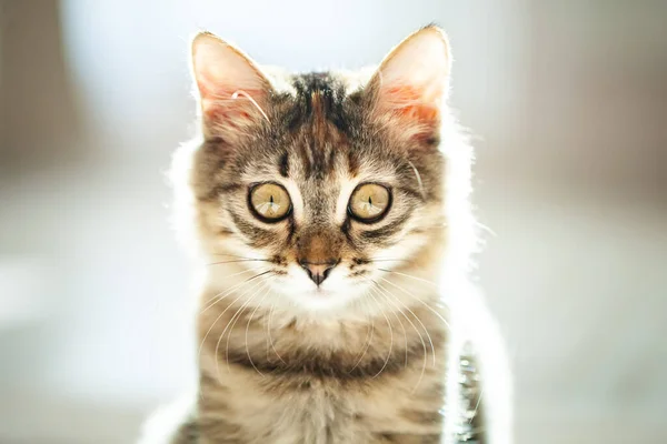 Um gatinho listrado bonito está sentado na sala. Foco seletivo. — Fotografia de Stock