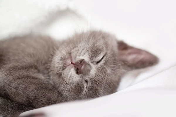 Um gatinho bonito está deitado na cama. Foco seletivo. Horizontal. — Fotografia de Stock