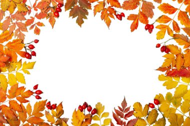 Sonbahar arkaplanı. Sonbahar yapraklarından yapılmış bir çerçeve. Sonbahar bayrağı. Kopya alanı olan bir arkaplan. Yatay olarak. Üst görünüm.