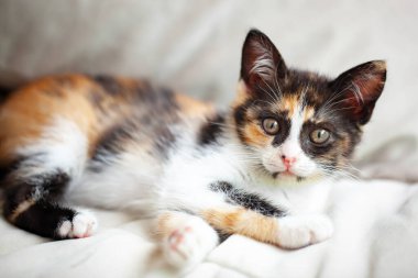 Yatağın üzerinde üç renkli şirin bir kedi yavrusu yatıyor. Seçici odaklanma. Yatay.