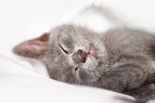 Um gatinho bonito está deitado na cama. Foco seletivo. Horizontal. — Fotografia de Stock