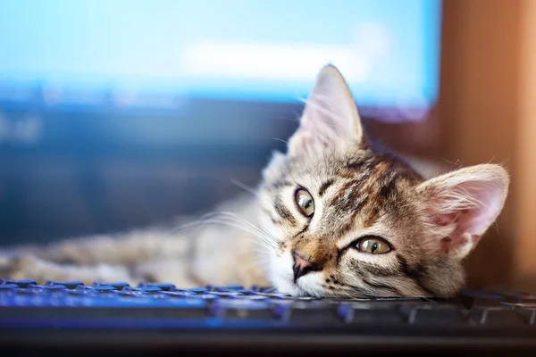 Glad söt kattunge liggande på tangentbordet. Mysig morgon hemma. Bakgrund med utrymme för kopiering. Selektivt fokus. Övergripande. Stockfoto