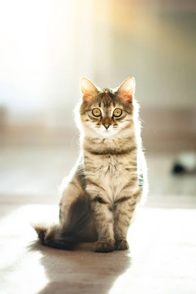 Um gatinho listrado bonito está sentado na sala. Foco seletivo. — Fotografia de Stock