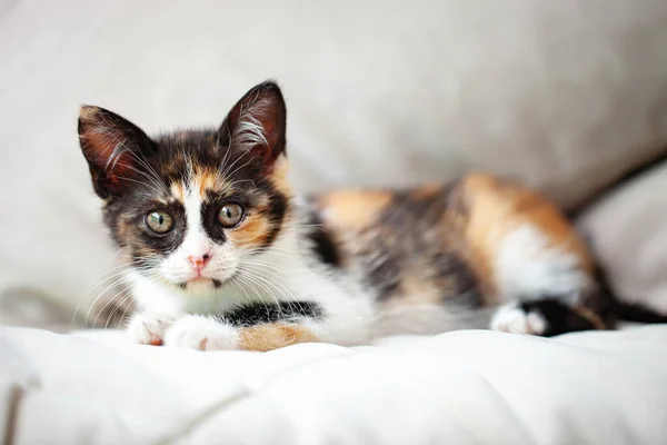 Um gatinho tricolor bonito está deitado na cama. Foco seletivo. Horizontal. — Fotografia de Stock