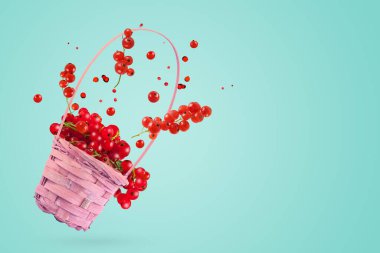 Mavi arka planda yeşil yapraklı taze kırmızı frenk üzümü. Gıda havalanması kavramı. Frenk üzümü, havalanma.