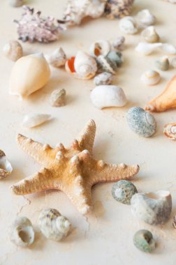 Bej rengi bir arka planda deniz kabukları. dikey kare