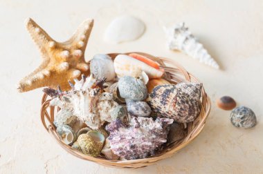 Bej arka planda bir sepetin içindeki deniz kabukları