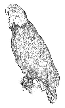 Kel Kartal Kuş. Vektör Çizimi veya İllüstrasyon