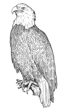 Kel Kartal Kuş. Vektör Çizimi veya İllüstrasyon