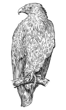 Steppe Eagle Kuşu. Vektör Çizimi veya İllüstrasyon