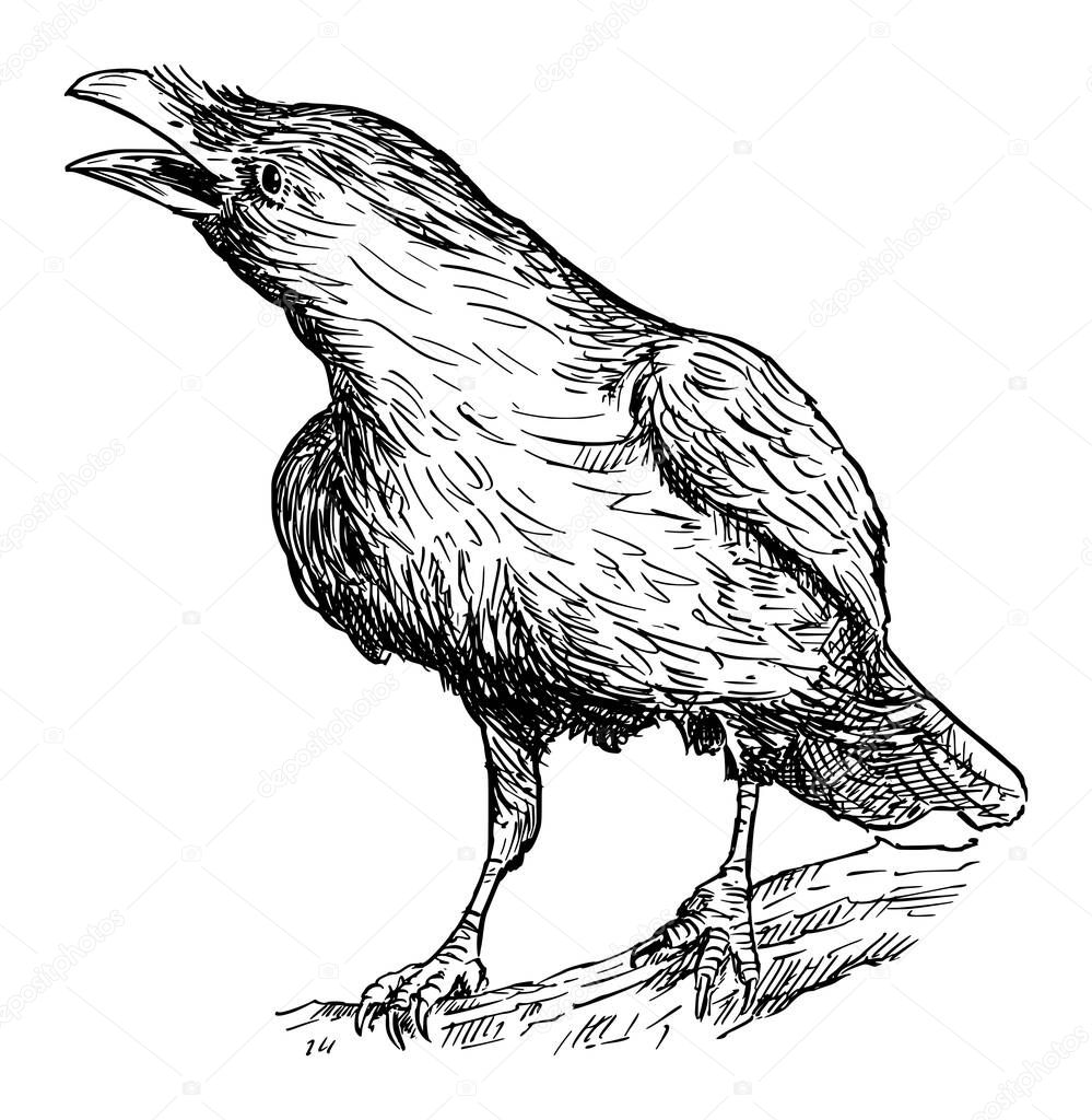 Black Common Raven Bird. Vector Drawing or Illustration