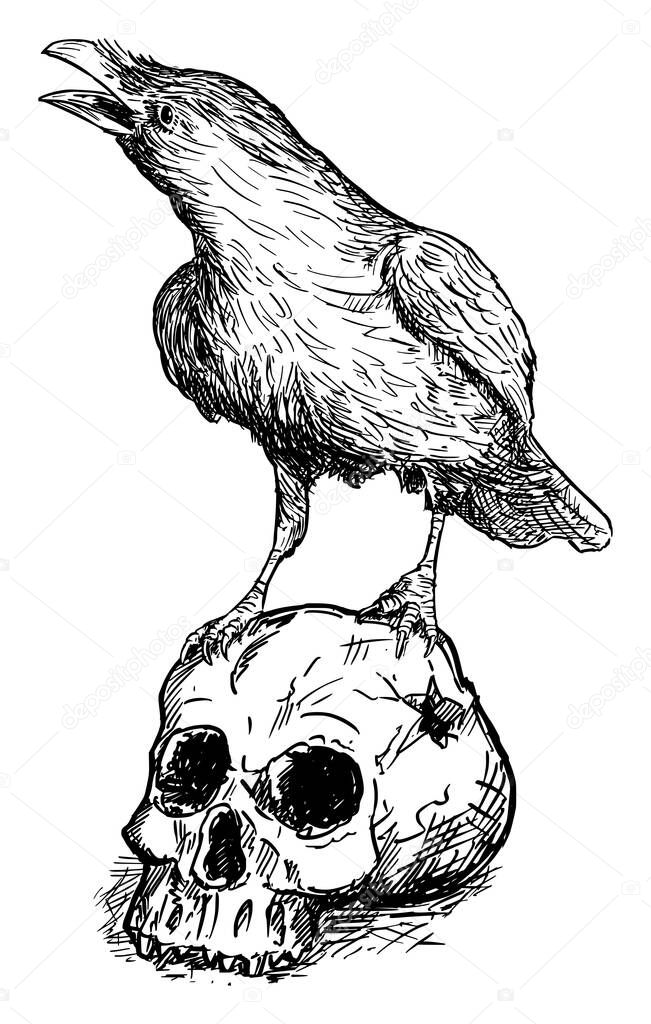 Black Common Raven Bird Standing on Human Skull. Vector Drawing or Illustration