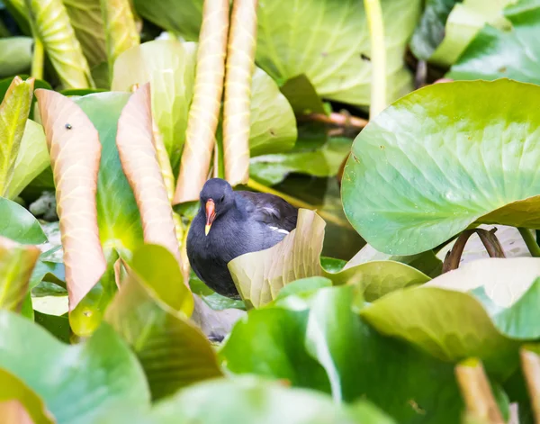 Kokoszka ukrywanie między liście lilii wodnej — Zdjęcie stockowe