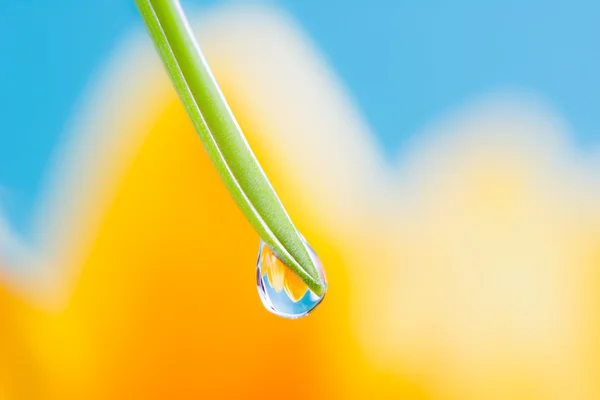 Flower refraction in a dew drop on a blade of grass — Stock Photo, Image