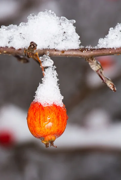 Pomme mûre recouverte de neige — Photo