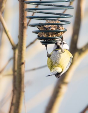 Mavi baştankara kuş a kuş beslemek yemek